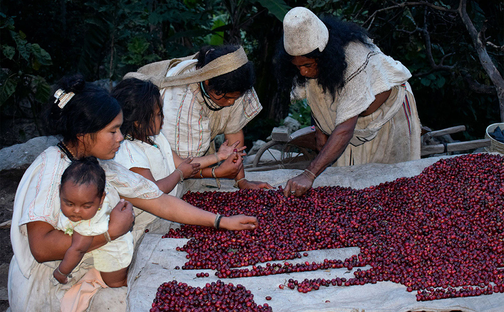En la recolección del café se retiran los granos que aún no están en su punto. Se les reconoce porque no son color uva.