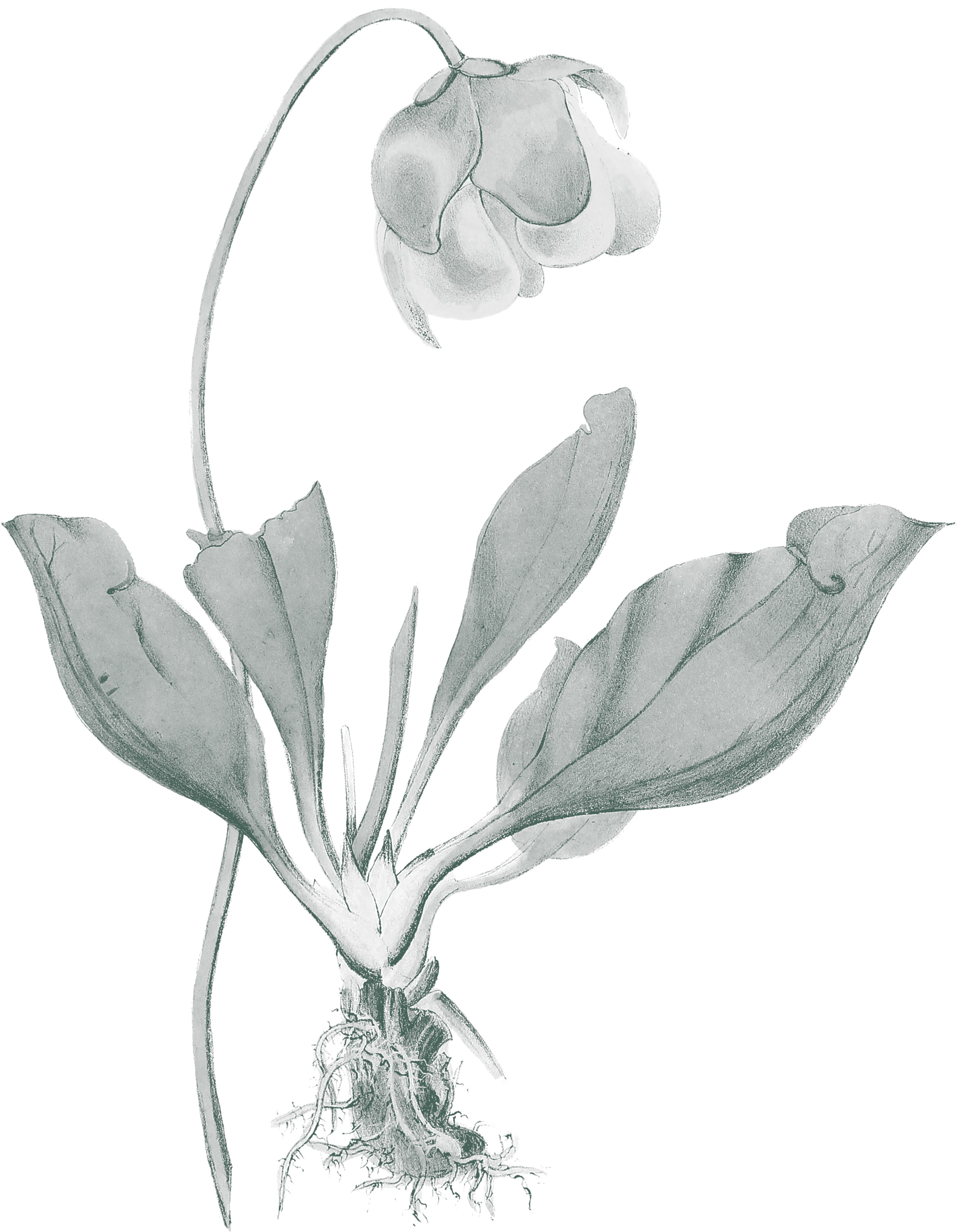 —fig. 03 Sarracenia purpurea