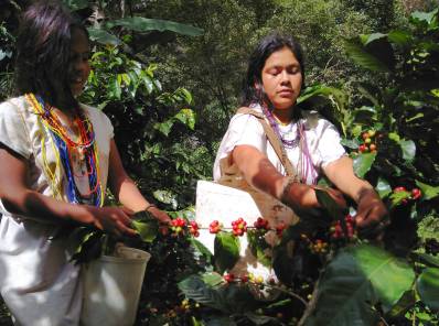 Dos mujeres arhuacas cosechan café en las huertas familiares de la empresa indígena Amas la Tierra.